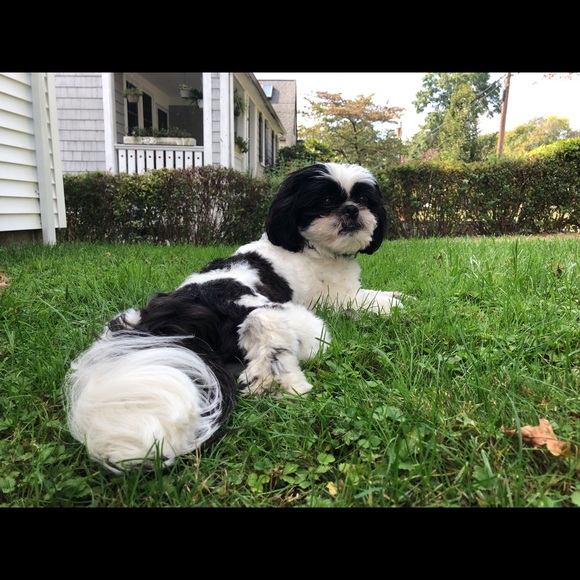 Meet your Posher, Romina - Picture 6 of 9